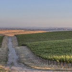 Creston Vineyard