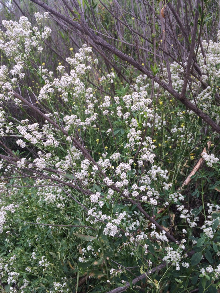 Flowers of the Salinas