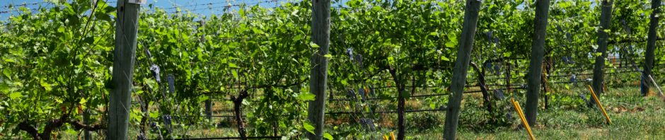 paso robles winery